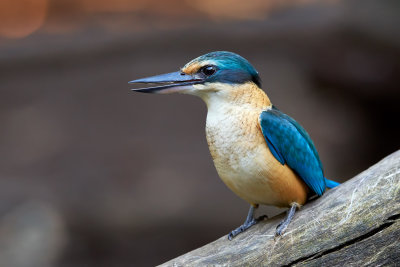 Sacred Kingfisher Gallery