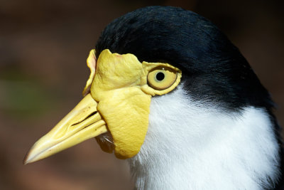 DSC_3839crop100.jpg