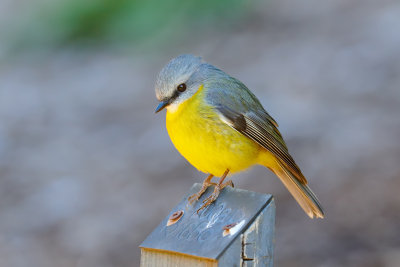 DSC_2422.jpg