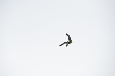 19 Shot flight sequence of Peregrine Falcon