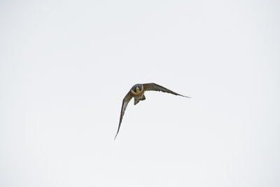 DSC_4816.jpg