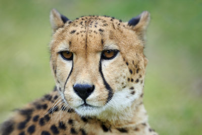 Cheetah Gallery