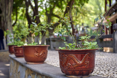 DSC_1972.jpg