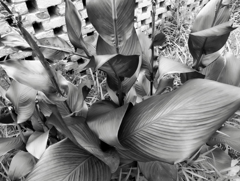 Broogreen Gardens in mono 1