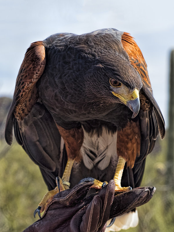 Harris Hawk