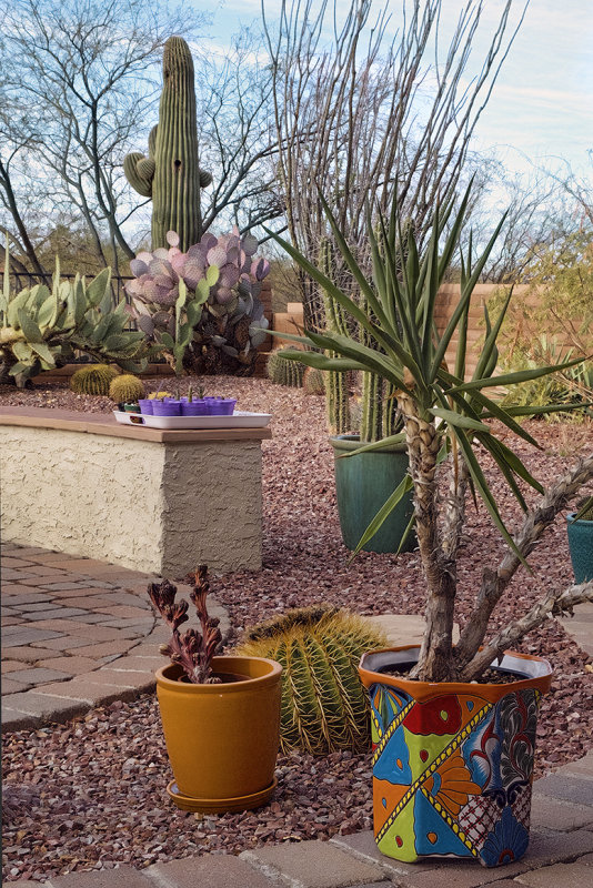 Tucson Cactus Design