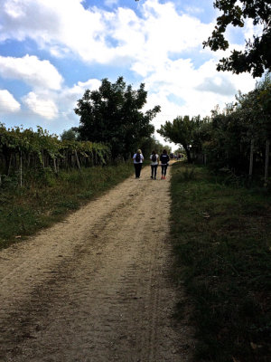 Grapes and Olives - 08.jpg
