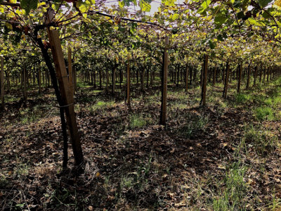 Grapes and Olives - 09.jpg