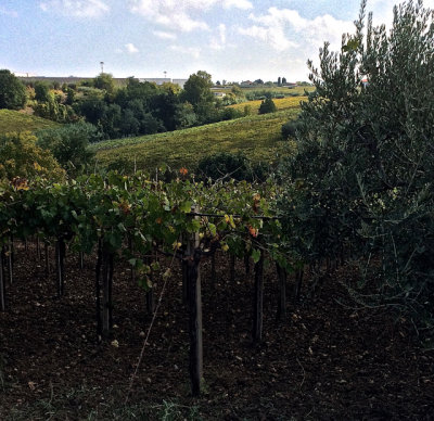 Grapes and Olives - 10.jpg