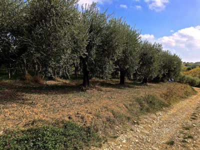 Grapes and Olives - 17.jpg