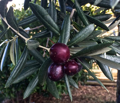 Grapes and Olives - 19.jpg