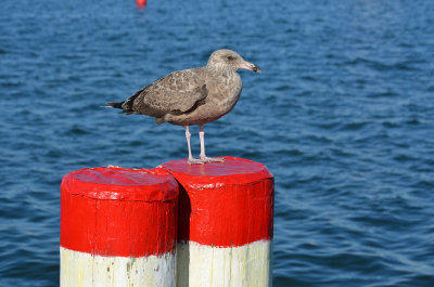 Gull on Post - shot from Abbots Lobster in the Rough restaurant