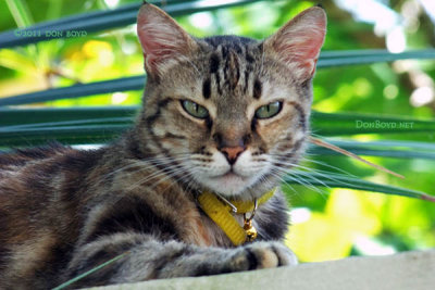 2011 - Jasmine, our next door neighbor's Turkish cat, resting on the dividing wall by our back patior