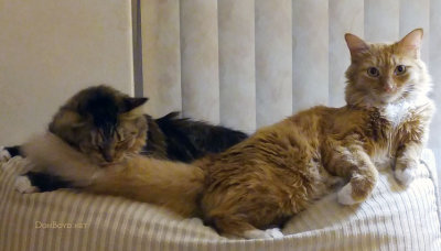 June 2016 - Cocoa and Goldie on the chair