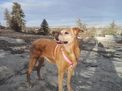 November 2011 - daughter Karen's great dog Sandy up in the mountains west of Colorado Springs