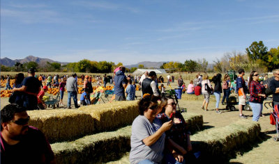 October 2016 - Diana's Pumpkin Patch and Corn Maize in Canon City, Colorado