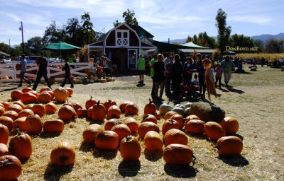 October 2016 - Diana's Pumpkin Patch and Corn Maize in Canon City, Colorado