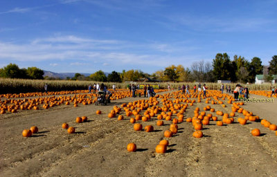 October 2016 - Diana's Pumpkin Patch and Corn Maize in Canon City, Colorado