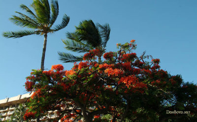 2009 - a beautiful flowering tree on the grounds of the Hyatt Regency at Ka'anapali Beach