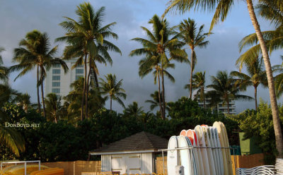 2009 - looking back at the tall palms and the Hale Koa Hotel from the public beach