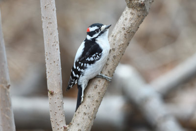 DSC_3336__.jpg