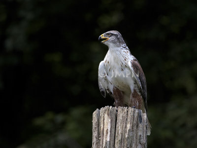 Buteo regalis- Buse rouilleuse - Ferruginous Hawk