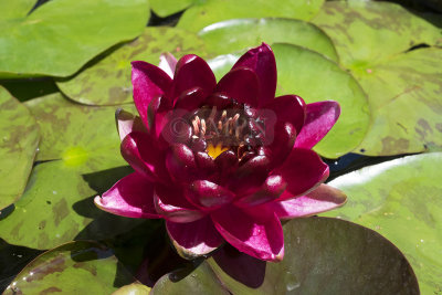 Nymphéa Black Princess Water Lily