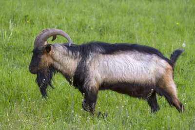 Bouc - Goat