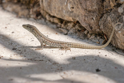 Podarcis muralis - Lzard des murailles - Common Wall Lizard