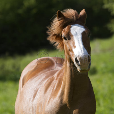 Welsh poney