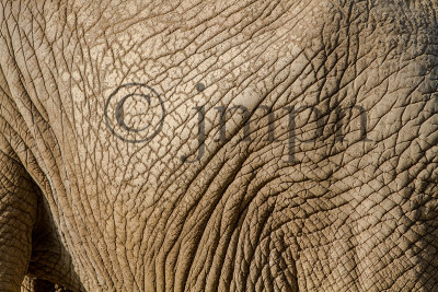 lphant - Elephant
