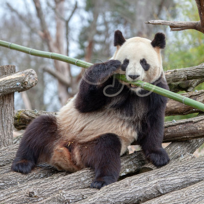 Panda gant, giant panda (Ailuropoda melanoleuca)