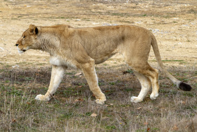 Panthera leo)