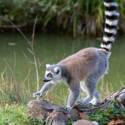 Lemur catta, maki catta