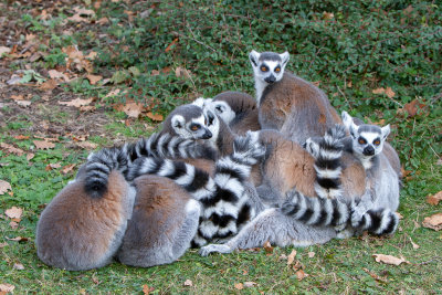 Lemur catta, maki catta