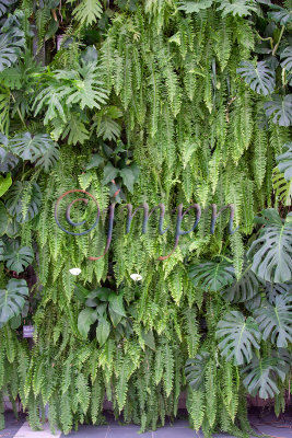 Mur vgtal - Green Wall