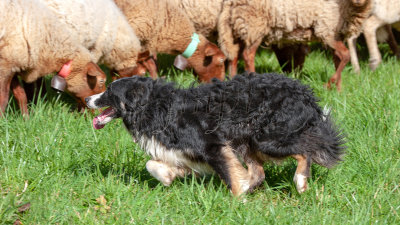 Border Collie