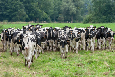 Vaches laitières Holstein