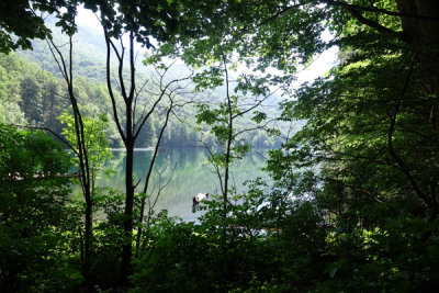 Biogradska Lake - viewed thru lush forest.