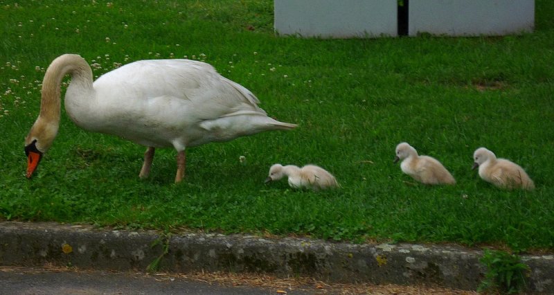 Daily Visit of Swan Family