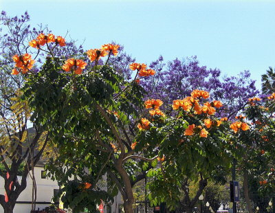 TREE BLOOMS LINING THE STREET 
