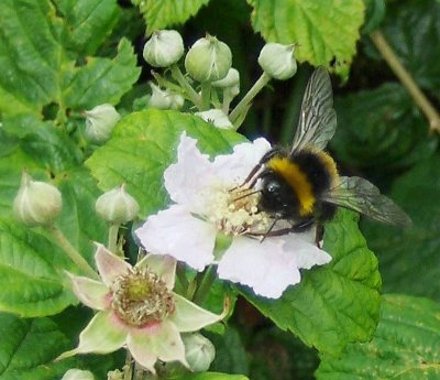 BUMBLE BEE ON BRAMBLES 