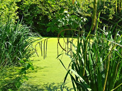 THE LITTLE POND