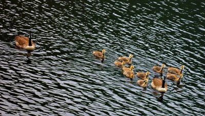 Canada Geese Family on the Lake