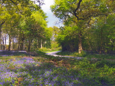 BLUEBELL TIME