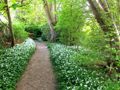 FOOTPATH TO BUNCTON CHAPEL 