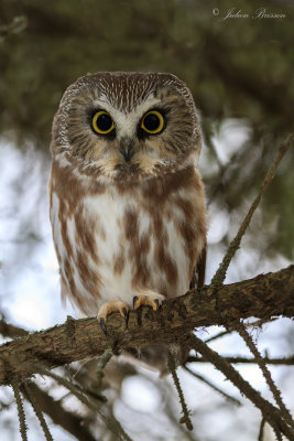 Petite nyctale - Northern Saw-whet Owl