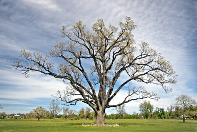 JC8_3834_Spring_Oak.jpg