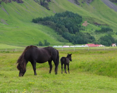 Foal with its mother