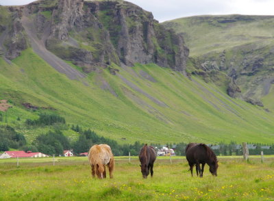 Animals